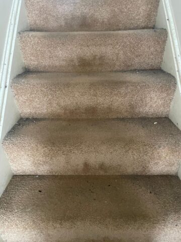 Carpet Cleaning in Neath