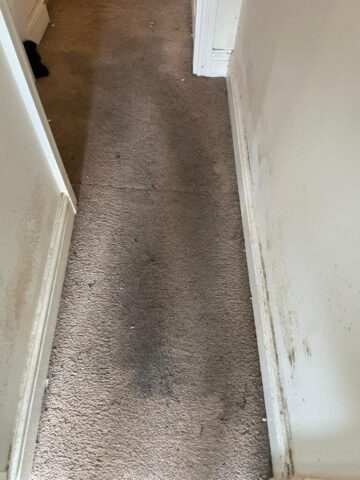 Carpet Cleaning in Neath