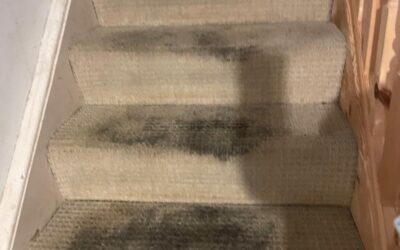 Carpet Cleaning and Stain Removal in Briton Ferry